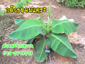 กล้วยหอมแคระ