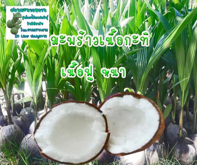 เนื้อกะทิ เนื้อฟูหนา