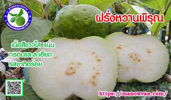 ผลฝรั่งหวานพิรุณ ฝรั่งพันธุ์ใหม่ รสชาติหวานค่ะ