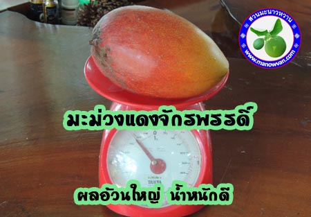 มะม่วงแดงจักรพรรดิ์ ลูกใหญ่เนื้อดี