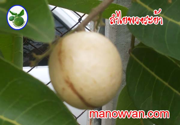ลำไยพวงระย้า