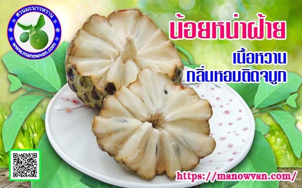 น้อยหน่าฝ้ายเกษตร
