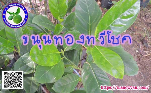 ขนุนทองทวีโชค