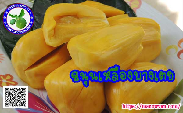 ขนุนเหลืองบางเตย