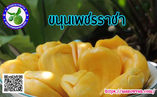 ขนุนเพชรราชา