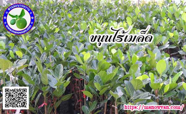ขนุนไร้เมล็ด
