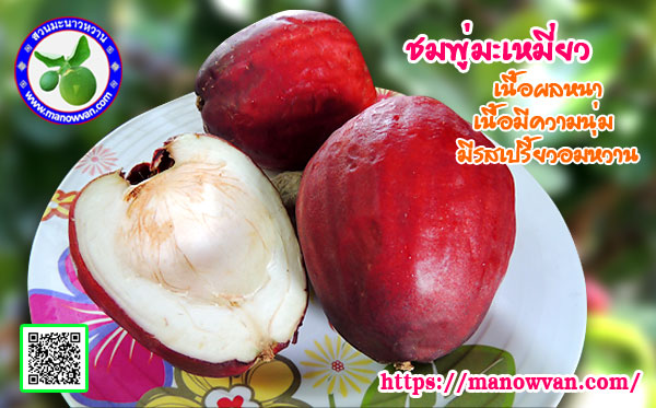 ชมพู่มะเหมี่ยว