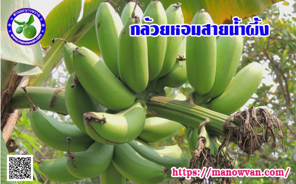 กล้วยหอมสายน้ำผึ้ง