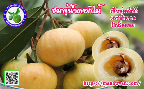 ชมพู่น้ำดอกไม้