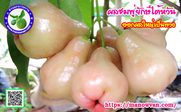 ชมพู่ยักษ์ไต้หวัน