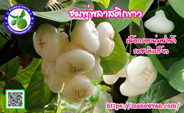 ชมพู่พลาสติก