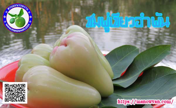 ชมพู่เขียวอำพัน