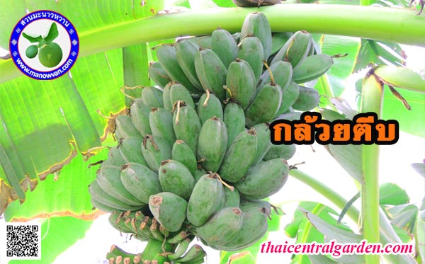 กล้วยตีบ