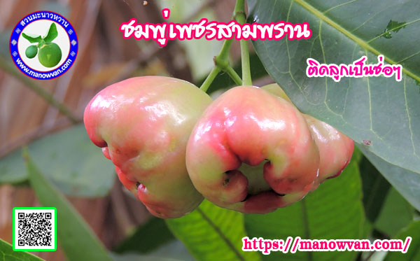 ชมพู่เพชรสามพราน