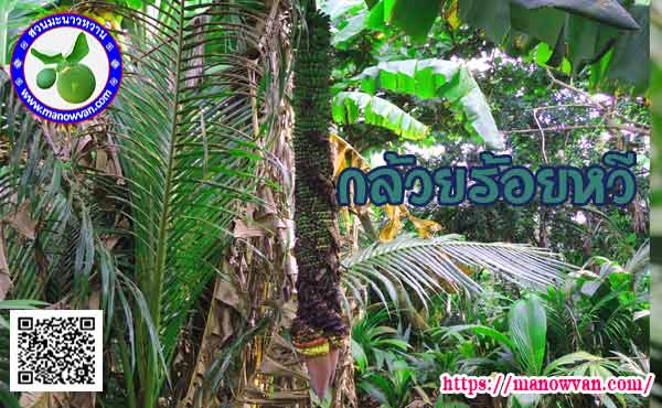 กล้วยร้อยหวี