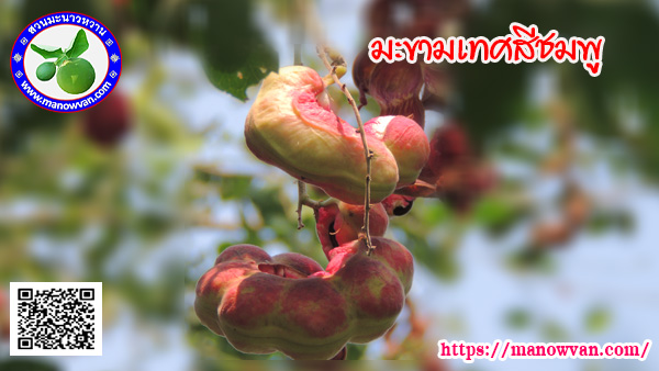 มะขามเทศสีชมพู
