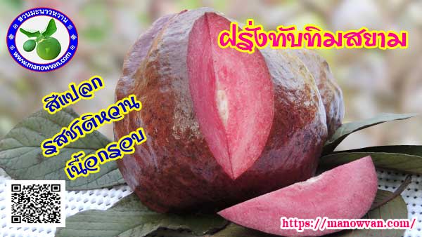 ผลฝรั่งทับทิมสยาม