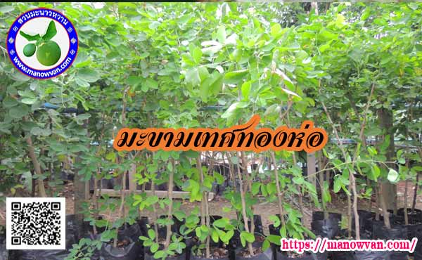 ต้นพันธุ์มะขามเทศทองห่อ