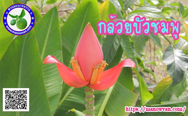กล้วยบัวชมพู