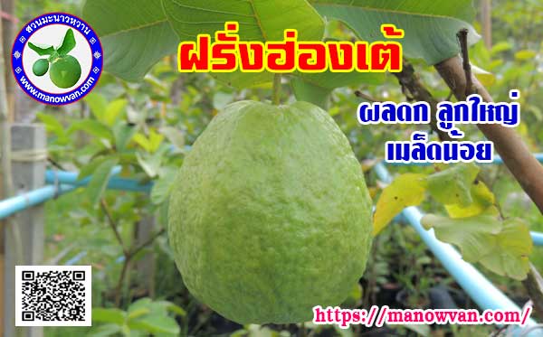 ฝรั่งฮ่องเต้