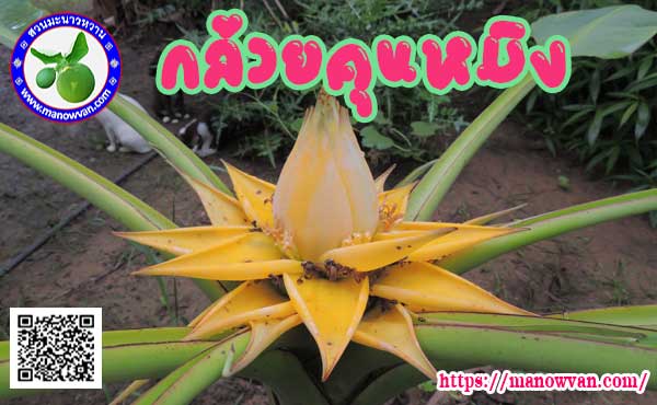 กล้วยคุนหมิง
