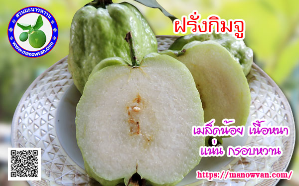 ฝรั่งกิมจู
