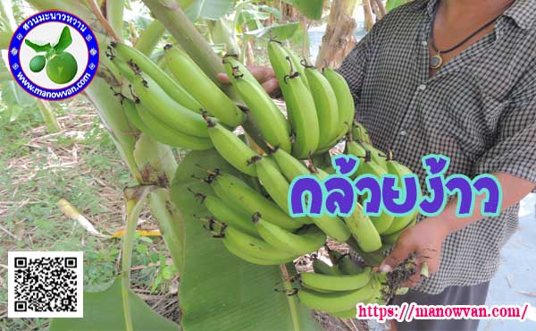 กล้วยง้าว