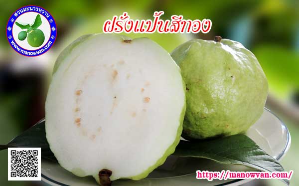 ผลฝรั่งแป้นสีทอง