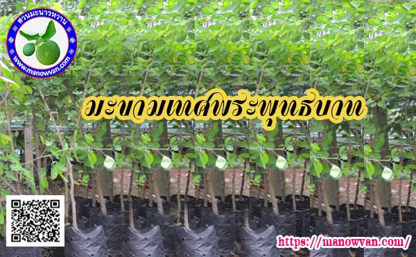ต้นพันธุ์พระพุทธบาท