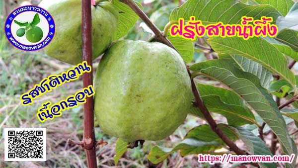ฝรั่งสายน้ำผึ้ง